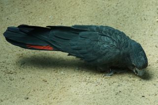 Calyptorhynchus banksii - Rabenkakadu (Rotschwanz-Rabenkakadu, Banks Rabenkakadu)